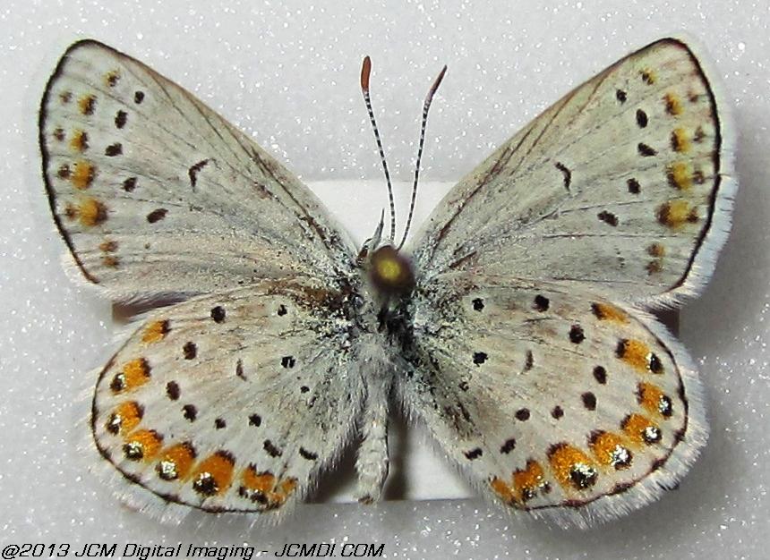 Plebejus melissa (The Melissa Blue, Kern Co, Lake Isabella area)